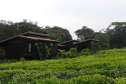 nyungwe forest lodge Rwanda